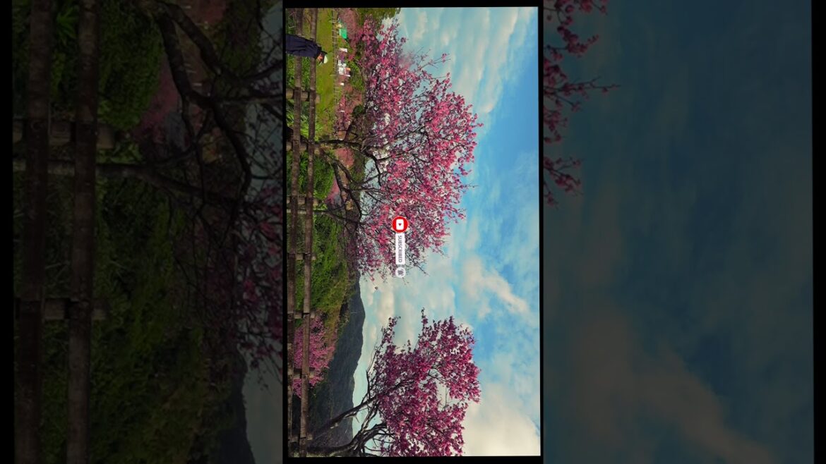 breathtaking beauty of Okinawa's Cherry Blossom Tour