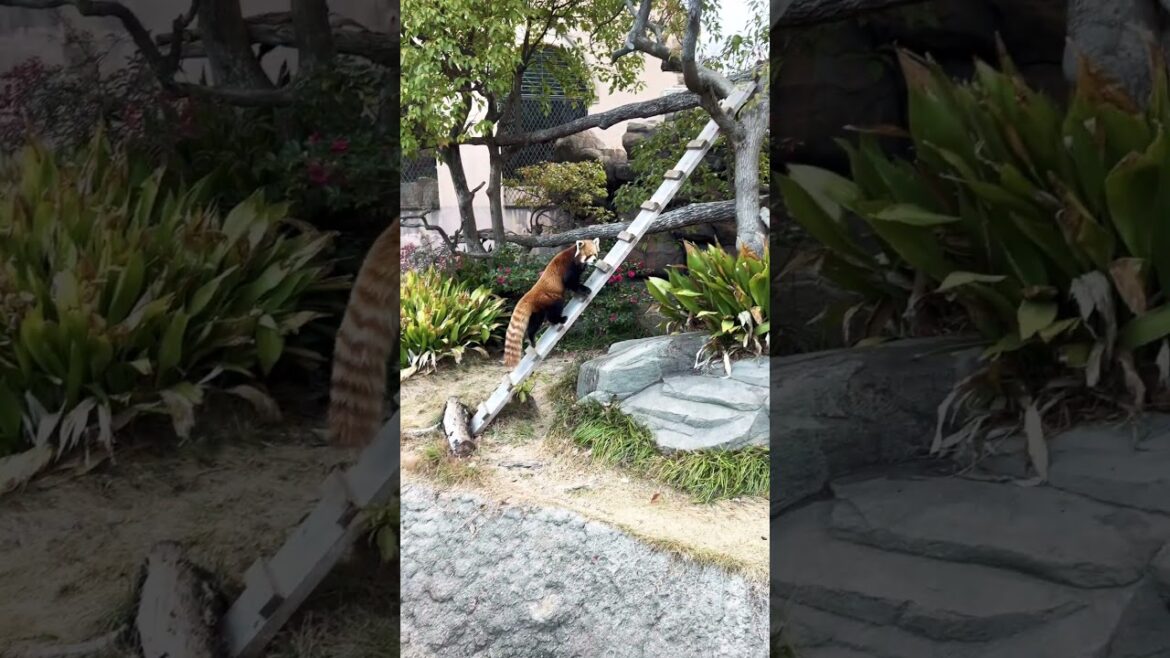 【KOBE】Must-See Tourist Attraction - Kobe Oji Zoo Red Panda