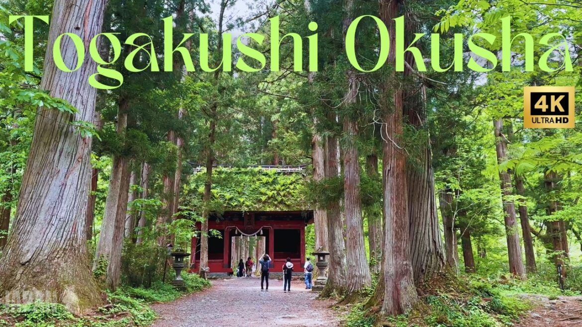Hiking the Sacred Togakushi Shrine: Nagano’s Most Mystical Forest Destination  - Japan Diaries | 063