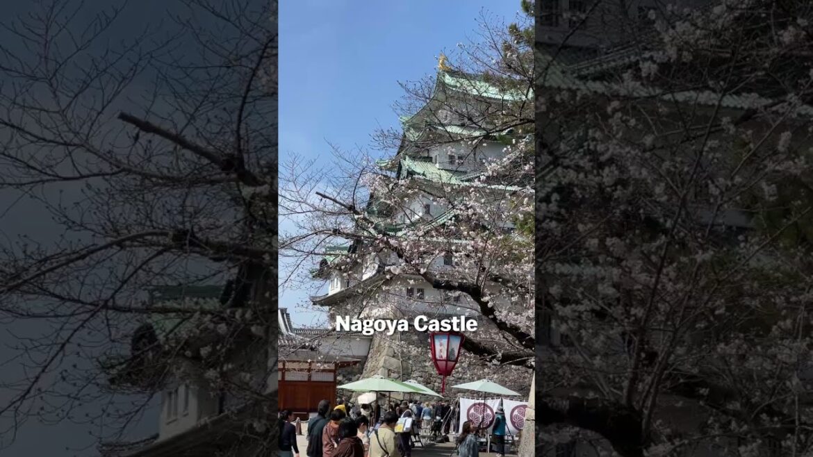 Cherry blossoms report – Nagoya Cherry blossoms report - Nagoya