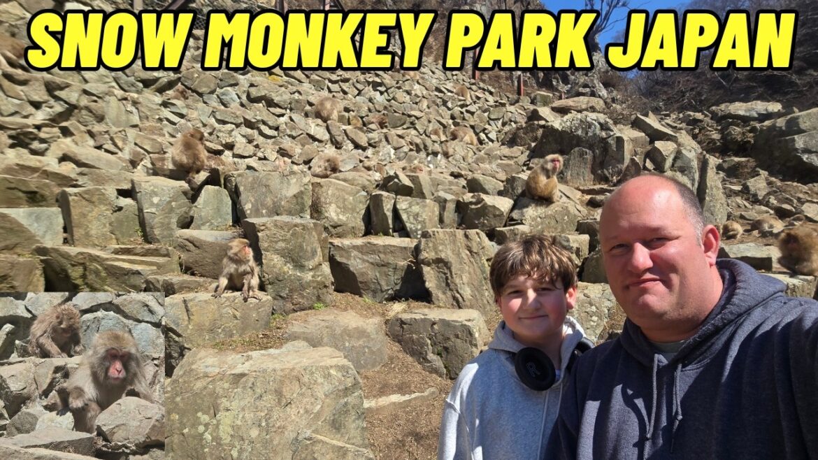 Snow monkeys in Nagano Japan taking a shinkansen bullet train Tanners favorite 3/21/2026