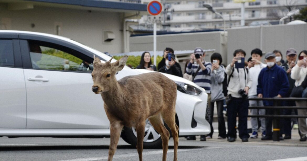Stray deer frequently spotted in Osaka captured