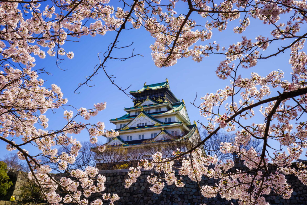 The 2026 Osaka and Kyoto cherry blossom season has officially begun