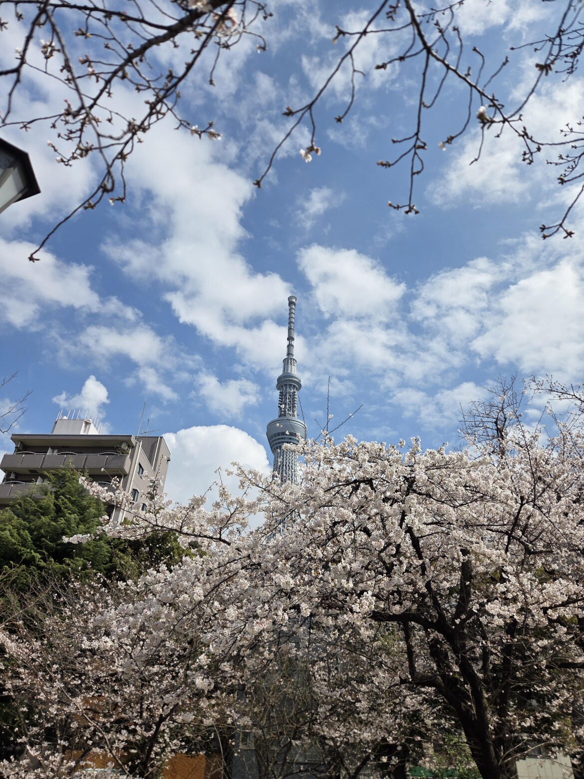 Sumida Park currently 27/03