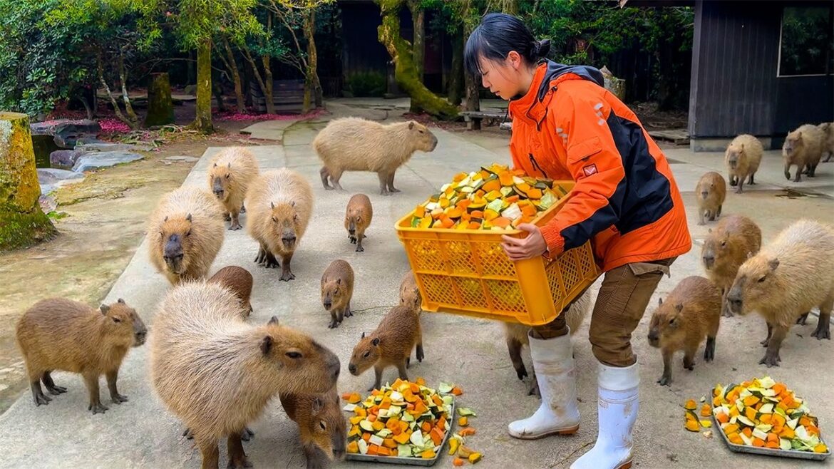 2000 Animals to Feed! A Day with a Female Japanese Zookeeper