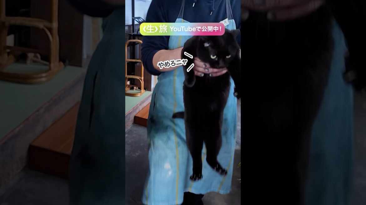 こんニャちは🐈‍⬛小梅ニャ