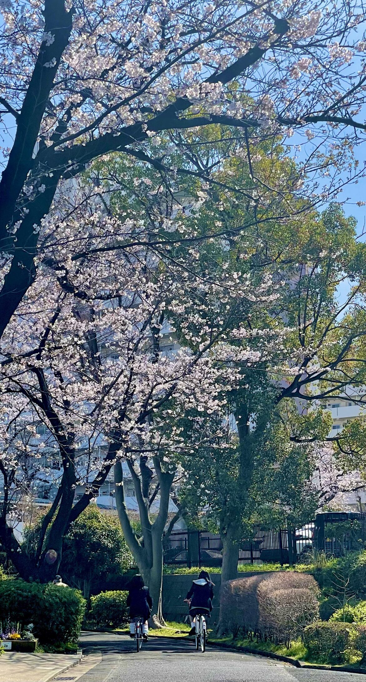 Sakura and bicycles.