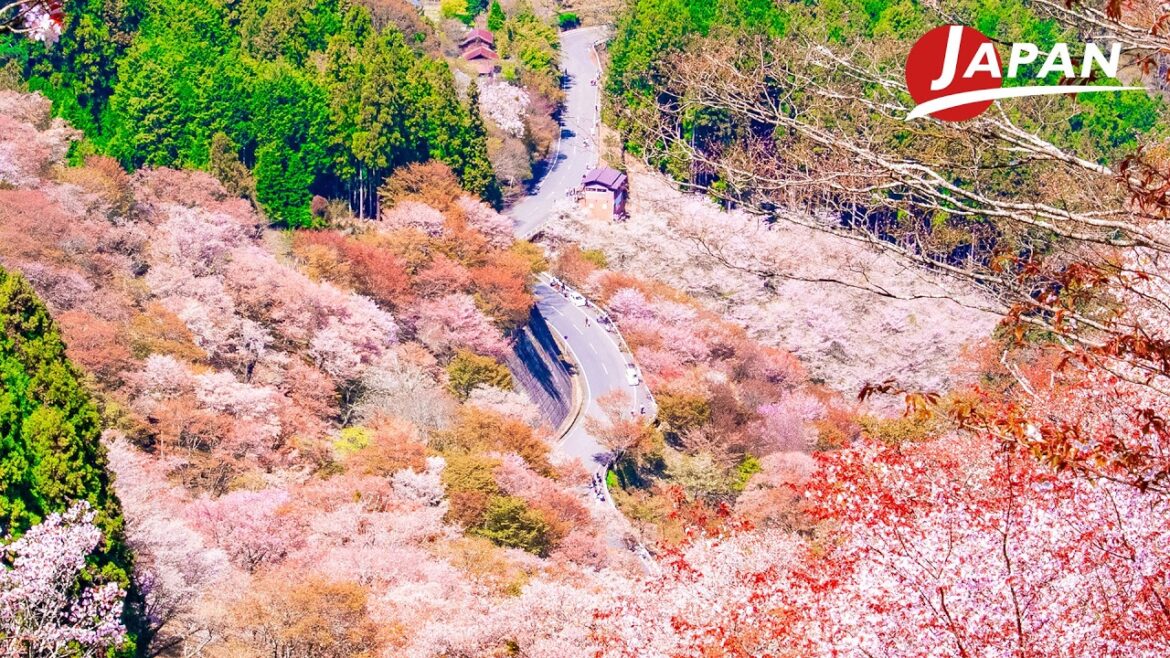 Japan's Best Sakura: Top 3 Places for a Breathtaking Experience | Japan Travel
