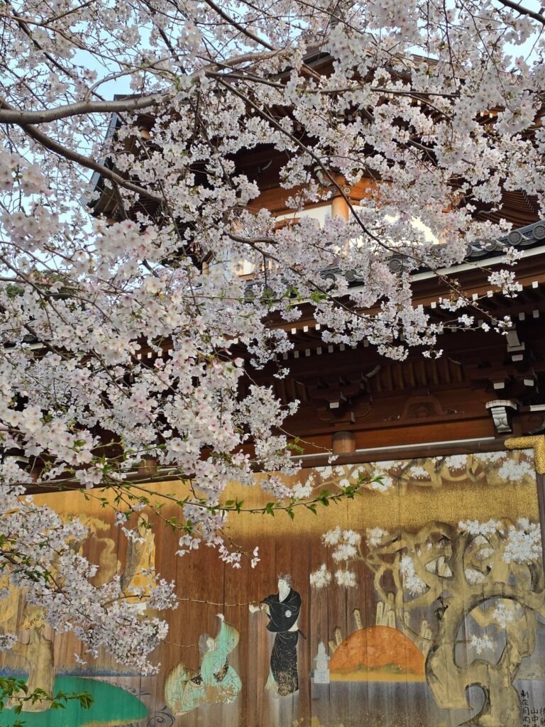 Cherry blossoms at Yutenji Temple