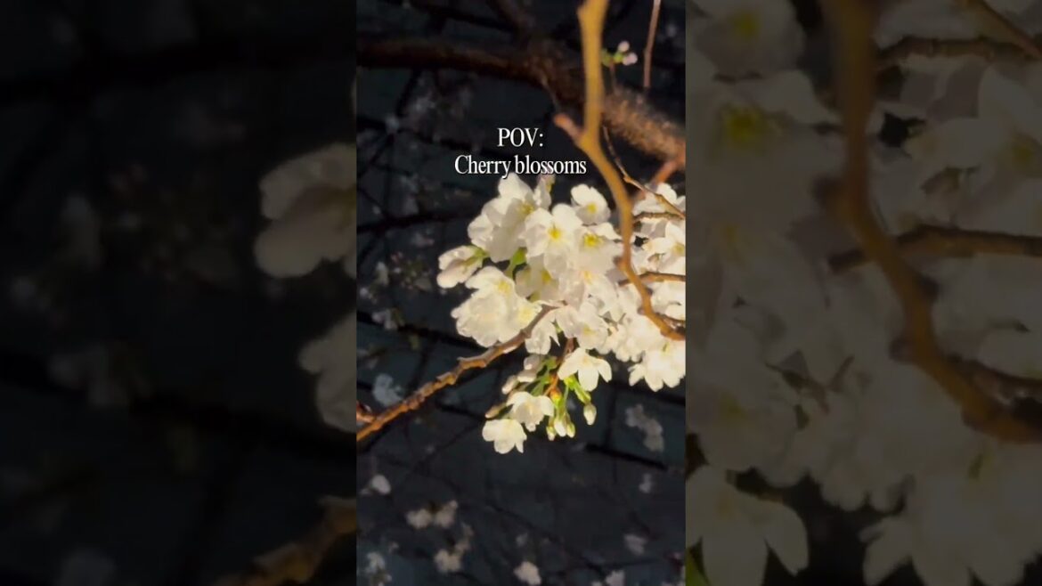 Sakura japan #springvibes #sakura #travel #enjoy