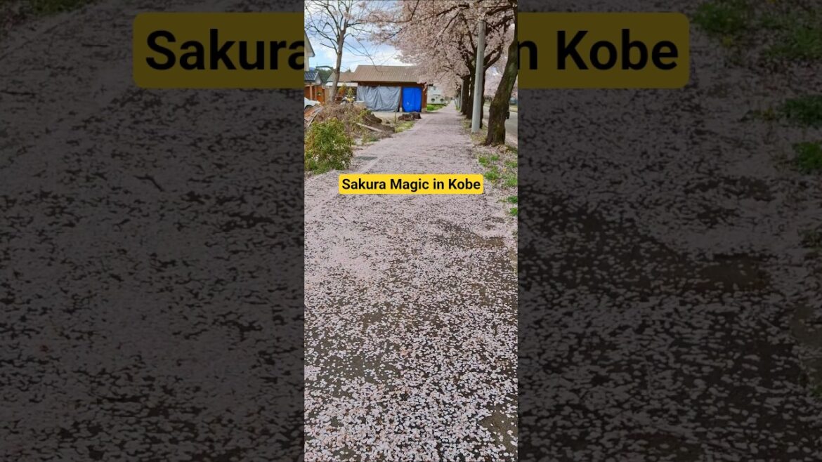 Walking Through Pink Snow in Kobe Japan #travel