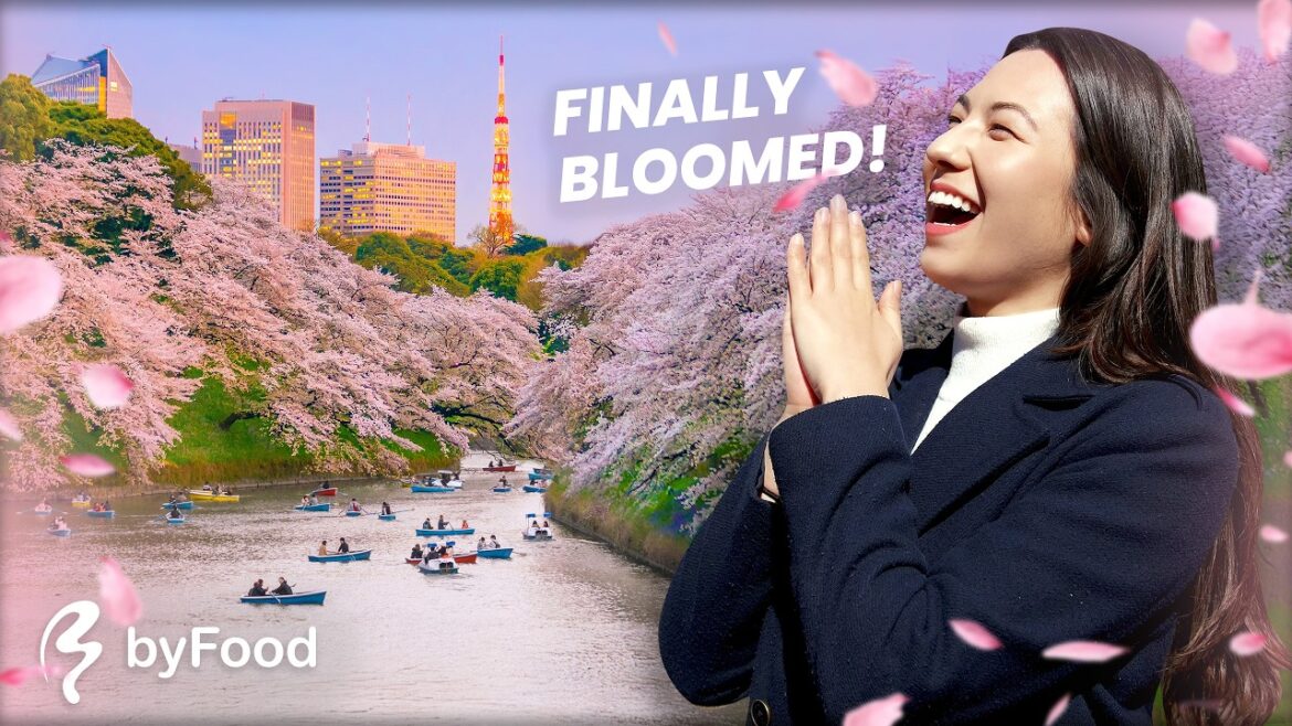 Tokyo's ULTIMATE Cherry Blossom Itinerary 🌸