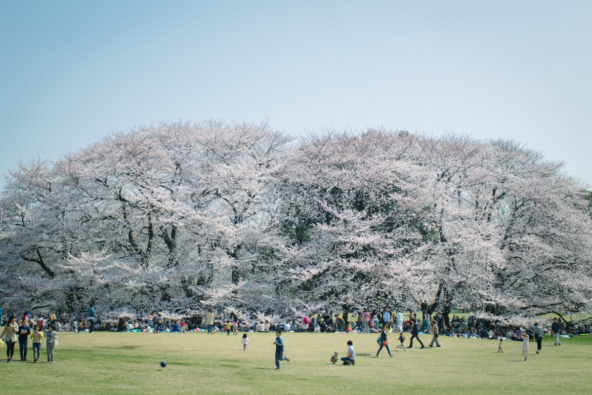 Here's the official Japan cherry blossom forecast for 2026 – updated Mar 12