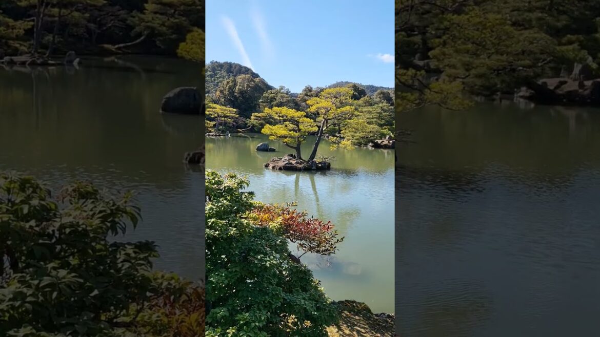 만화속 풍경 같은  교토 금각사~(킨카쿠지)(Golden Pavilion)#shorts#금각사#은각사#교토여행 #여행#일본여행 #가보고싶은곳 1위 #여행유튜버#풍경  #아름다운풍경
