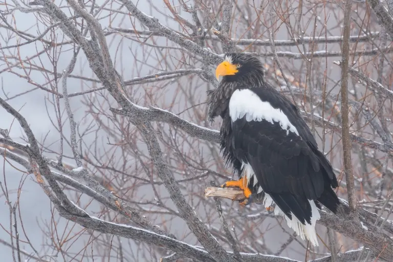 Mind-Blowing! Spotting Steller’s Sea Eagles by a Random River? The Incredible Potential of Hokkaido Makes You Want to Move!|Domingo Mind-Blowing! Spotting Steller's Sea Eagles by a Random River? The Incredible Potential of Hokkaido Makes You Want to Move!|Domingo