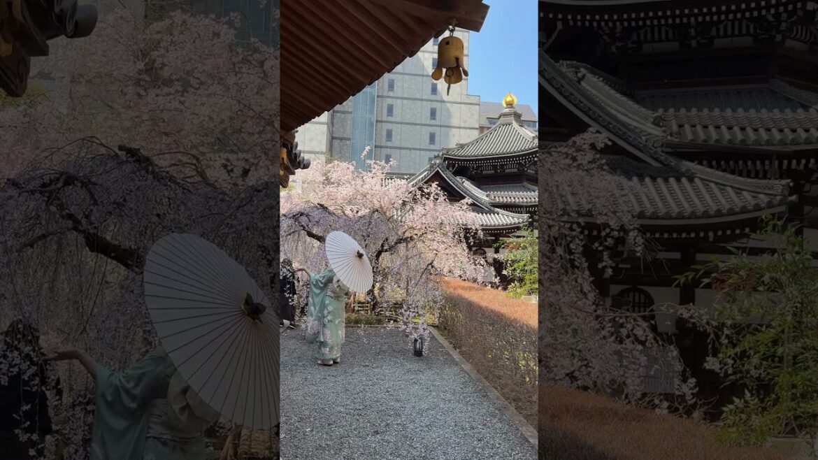 🌸🍡Rokkakudo Temple, Maruyama Park, Kyoto Imperial Palace: Cherry blossoms are in full bloom. 🌸🍡Rokkakudo Temple, Maruyama Park, Kyoto Imperial Palace: Cherry blossoms are in full bloom.