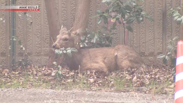 Stray deer captured in Osaka Stray deer captured in Osaka