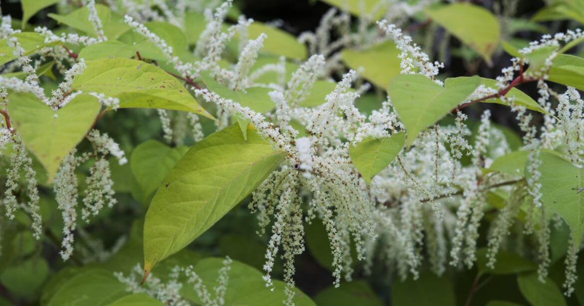 When Japanese Knotweed flowers in the UK and how to remove