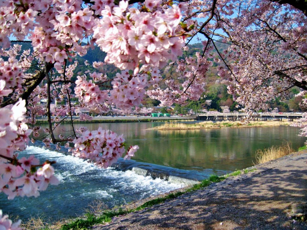【2026京都賞櫻與開花預測】京都櫻花景點13選：嵐山