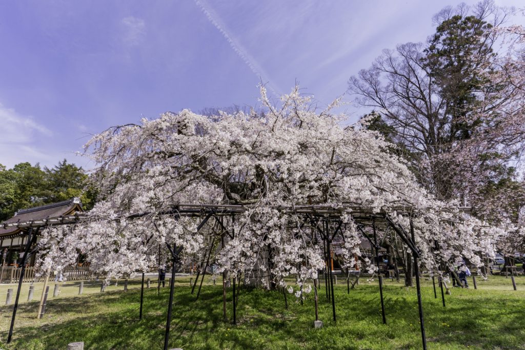 【2026京都賞櫻與開花預測】京都櫻花景點13選：上賀茂神社
