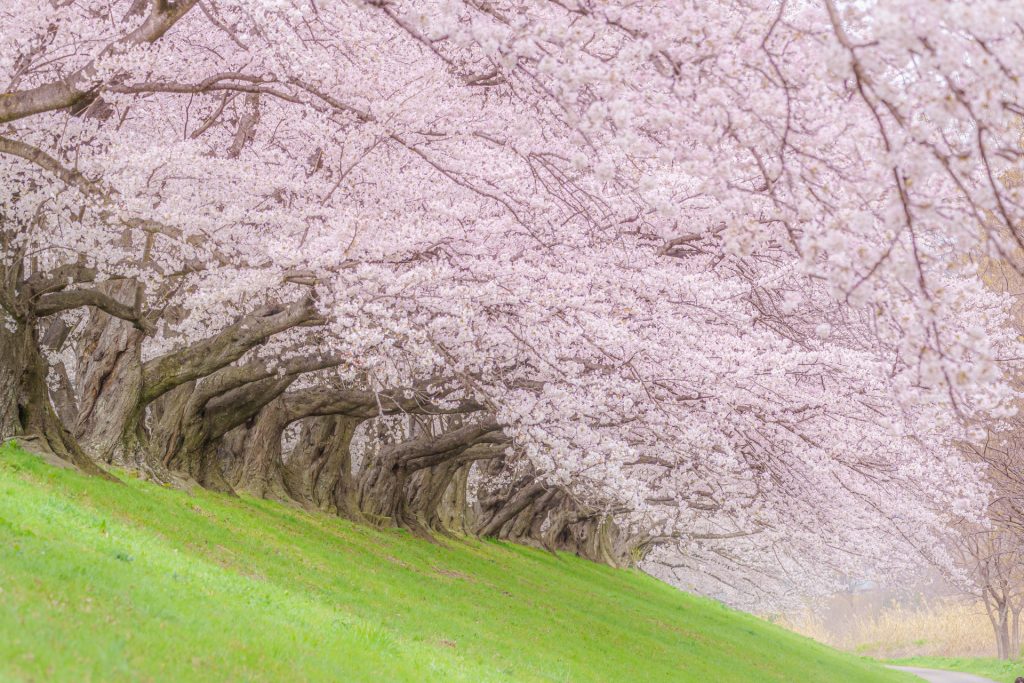 【2026京都賞櫻與開花預測】京都櫻花景點13選：淀川河川公園背割堤