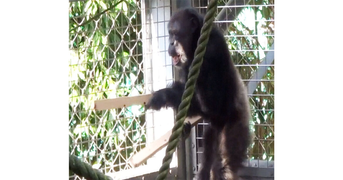 Chimpanzees can be multitalented musicians