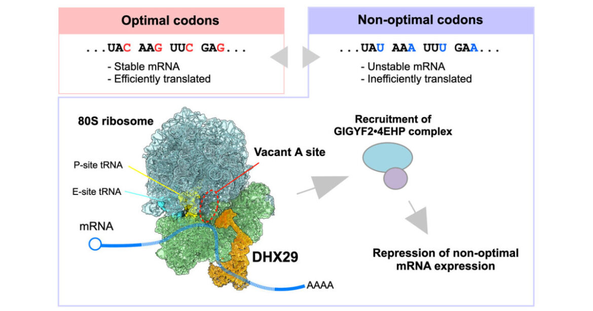 Optimus protein | KYOTO UNIVERSITY