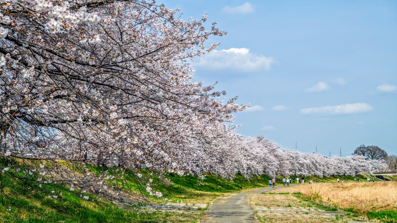 Kodama Senbonzakura in Honjō, Saitama, where 1,100 cherry blossom trees line the river. (© PhotoAC)