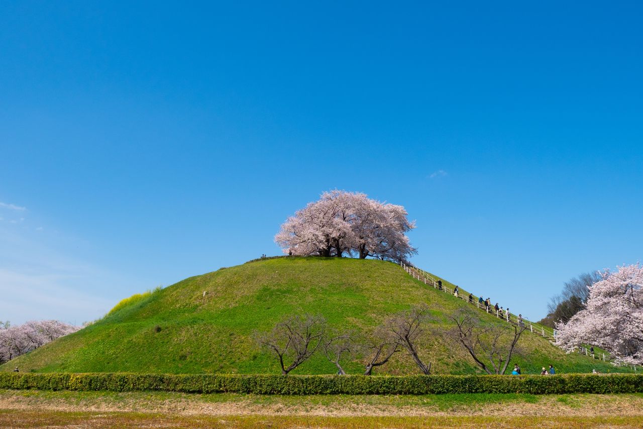 Sakura at Sakitama Kofun Park, Saitama, which has nine large tombs constructed from the fifth through the seventh century. (© PhotoAC)