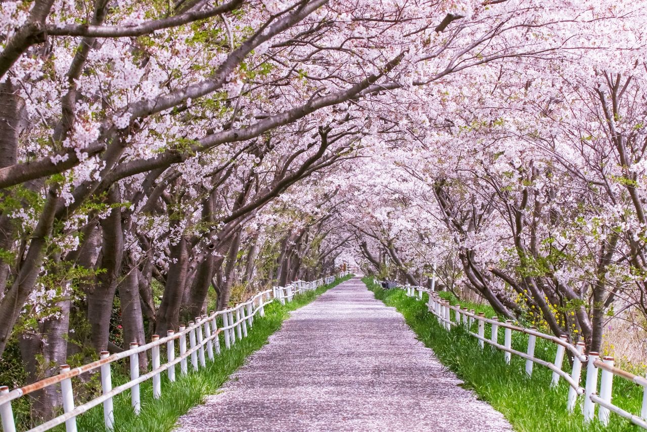 The Hanamigawa cycling course runs for around 13 kilometers in Chiba, Chiba Prefecture. (© PhotoAC)