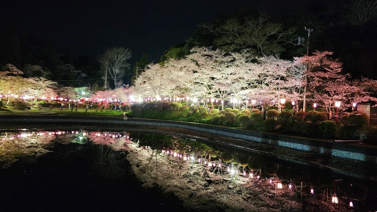 Mobara Park in Mobara, Chiba, is a well-known sakura spot with 2,850 cherry trees and spectacular illuminations. (© PhotoAC)