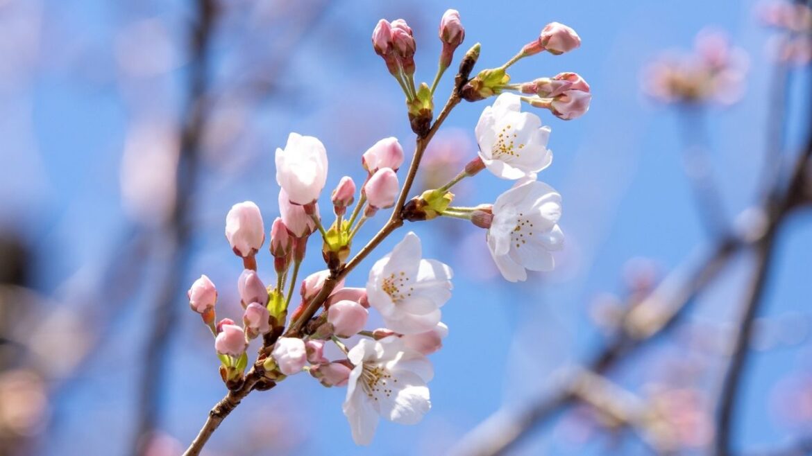 Cherry Blossom Season 2026: First and Full Blooms Across Japan