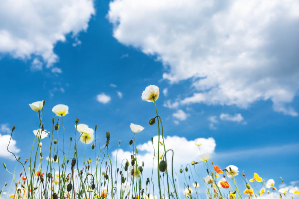 Hokkaido is abundant with blooms in its off season.