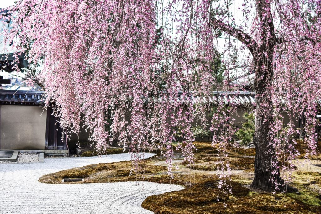 【2026京都賞櫻與開花預測】京都櫻花景點13選：高台寺