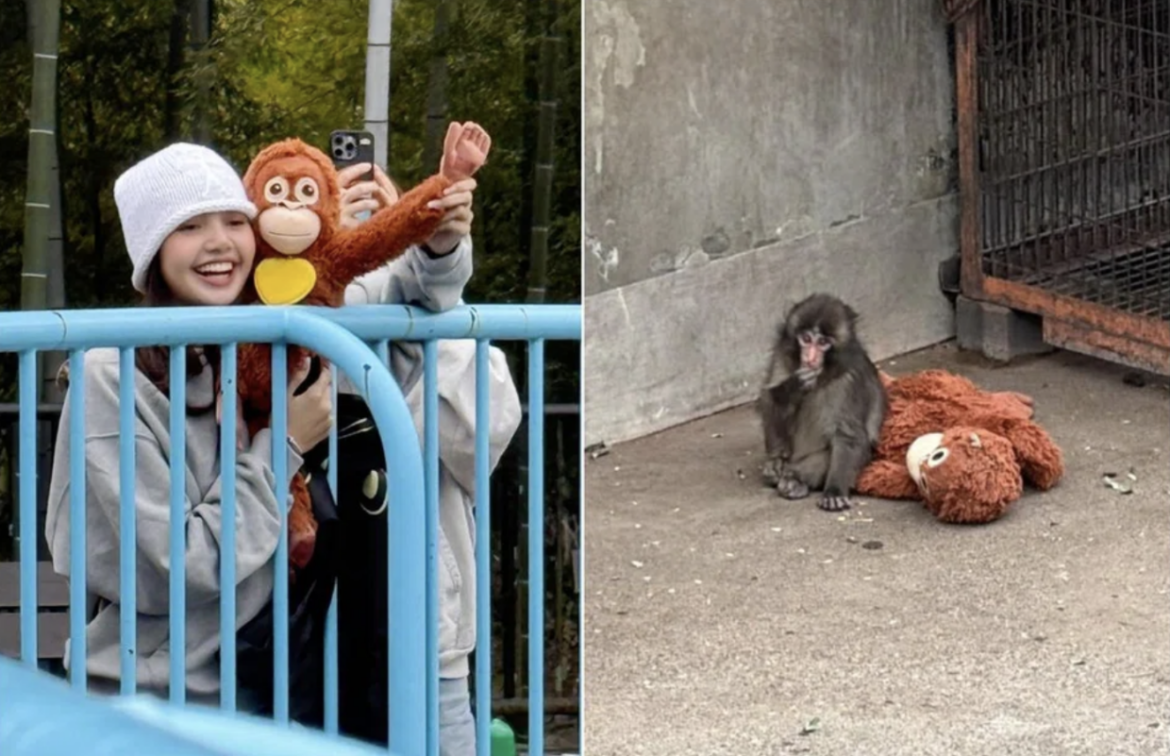 Blackpink's Lisa delights fans with visit to viral macaque Punch in Japan
