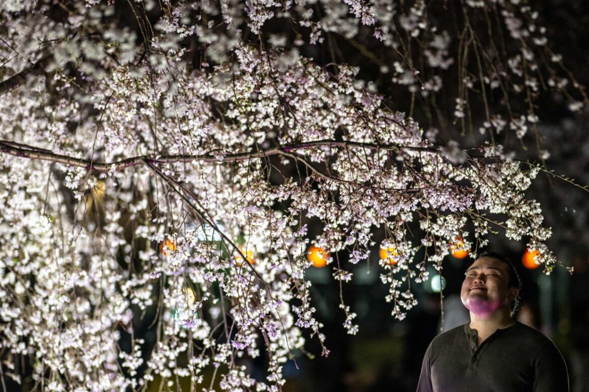 Japan's cherry blossom season dazzles locals and tourists
