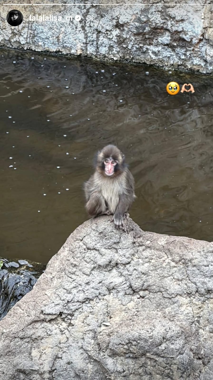 picture credit: Lisa/ Instagram