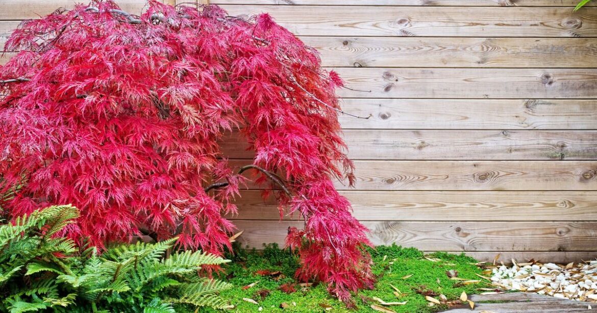Japanese Acers will turn vibrant red if one thing is added to soil now