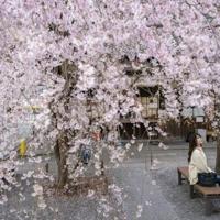 Japan’s cherry blossom season dazzles locals and tourists | National Japan's cherry blossom season dazzles locals and tourists | National