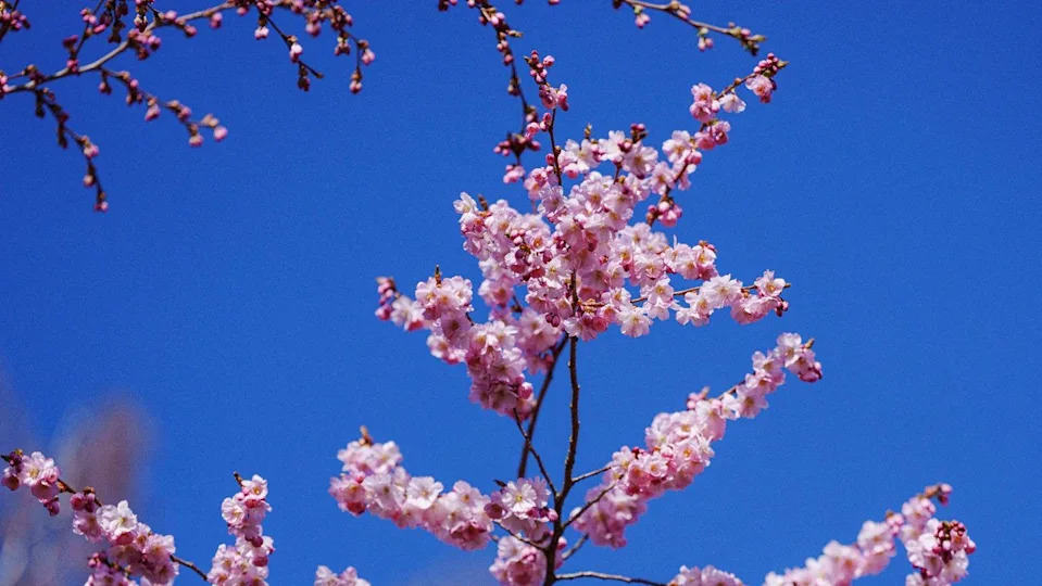 A branch from a Japanese cherry bloom tree. It has lots of bright pink petals. The sky is bright blue in the background. 