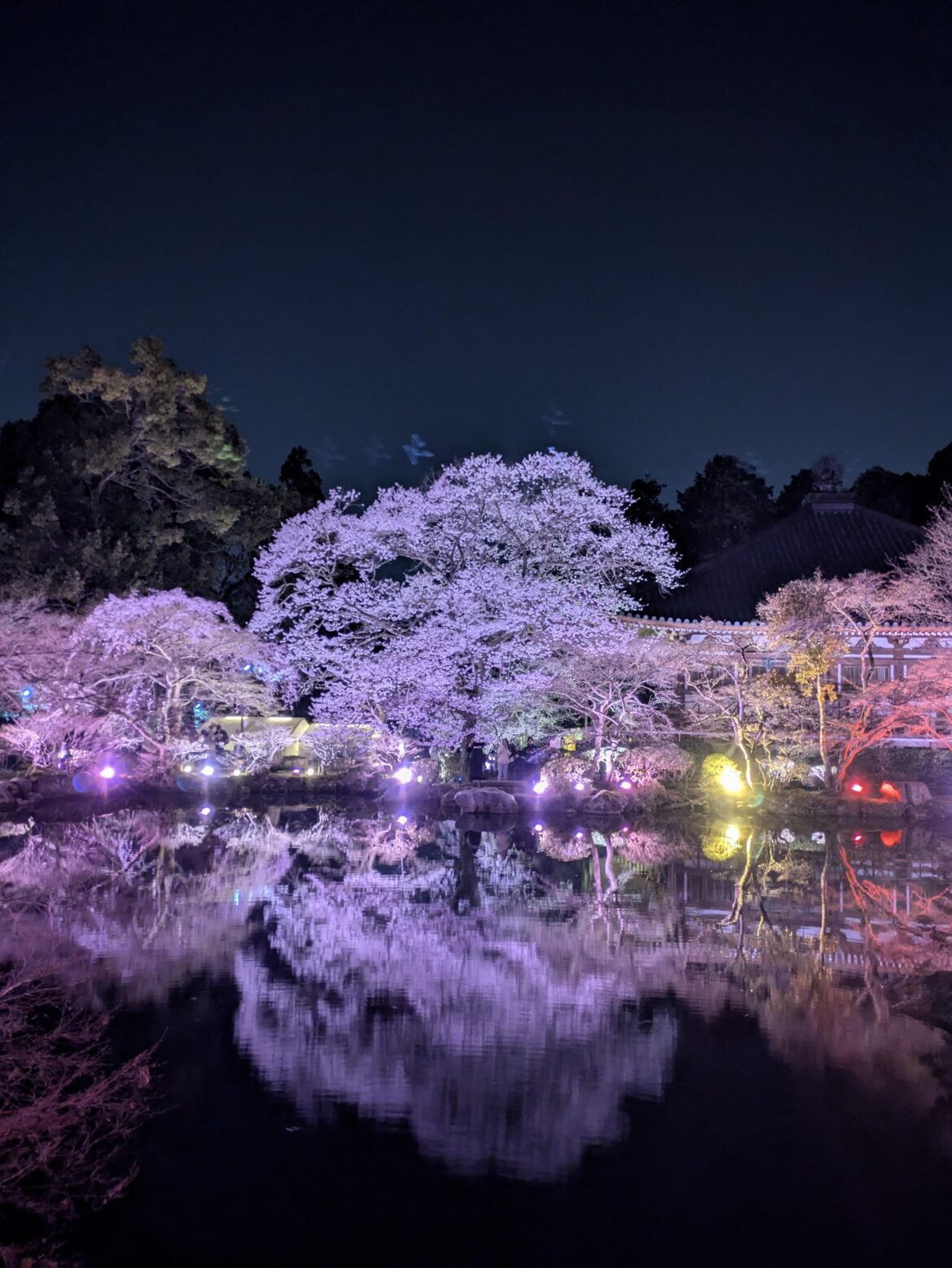 Cherry blossoms at Daigoji-temple in 🇯🇵Kyoto.