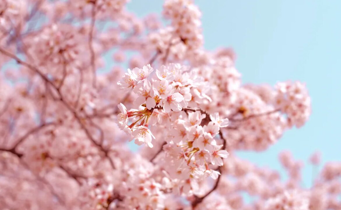 Forget Japan! Here's Where You Can Find Cherry Blossoms In Spain