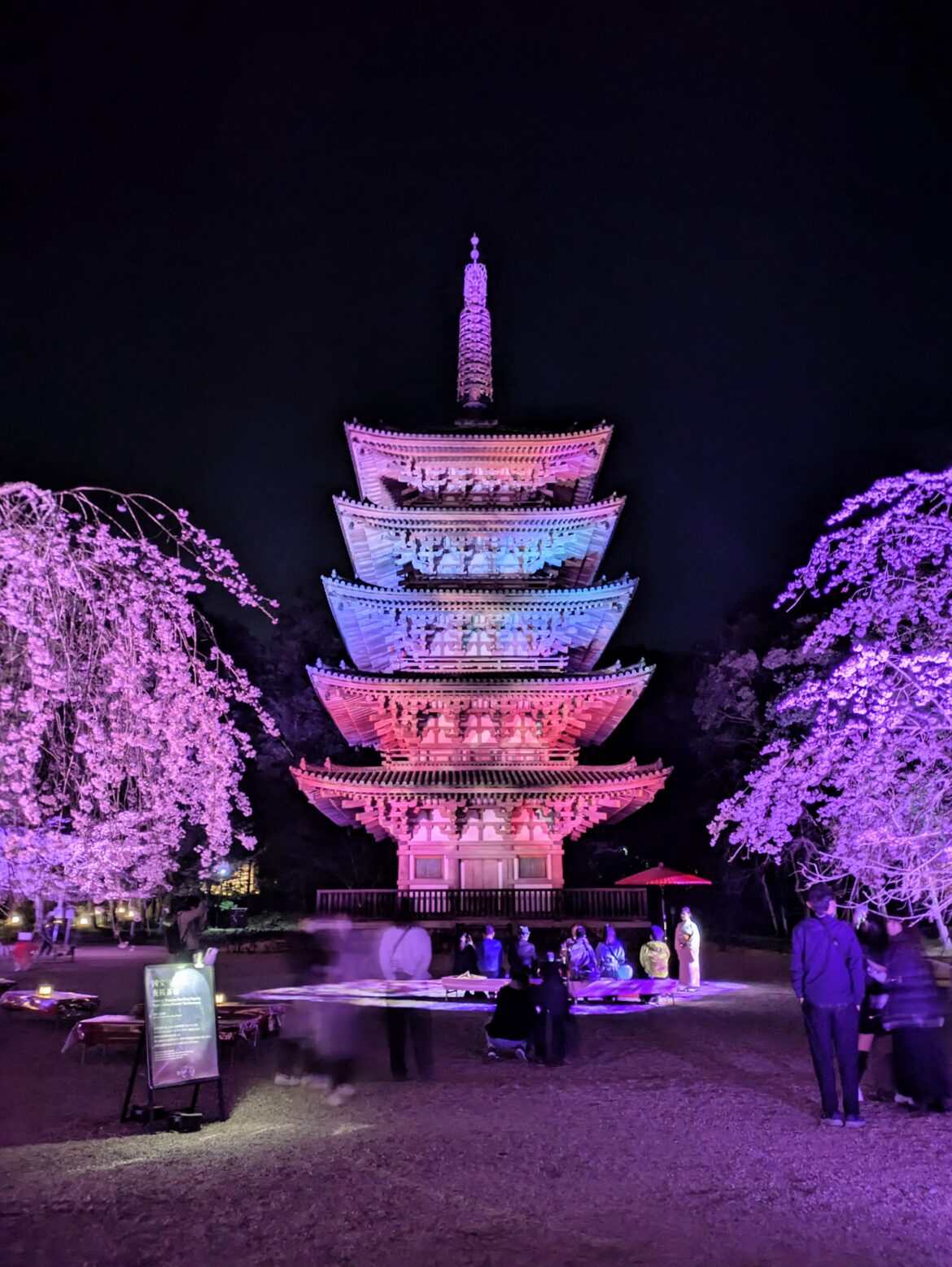 Kyoto Prefecture's oldest wooden building and cherry blossom illumination.