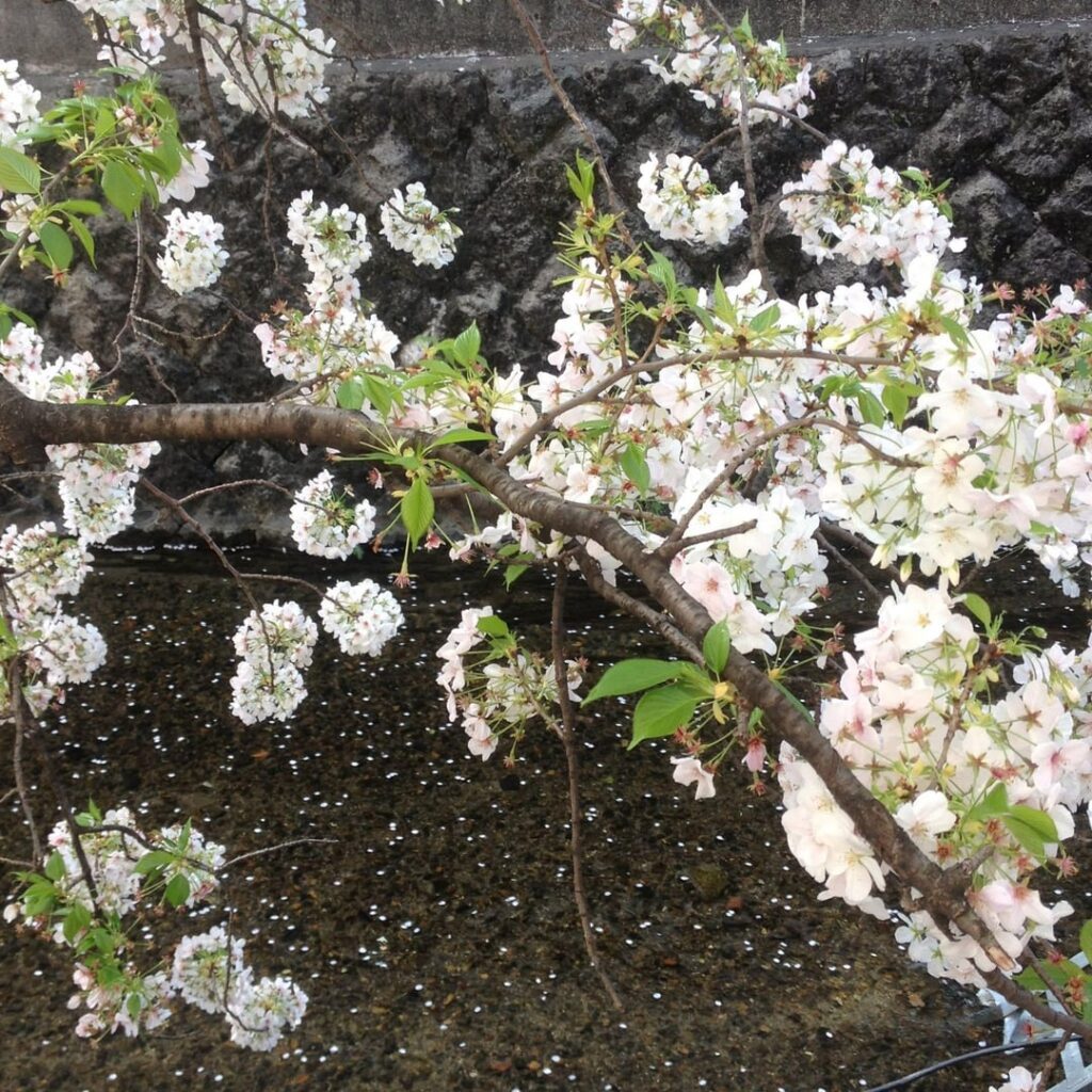 Sakura Season - Blooming beautifully by the river 🌸🌸