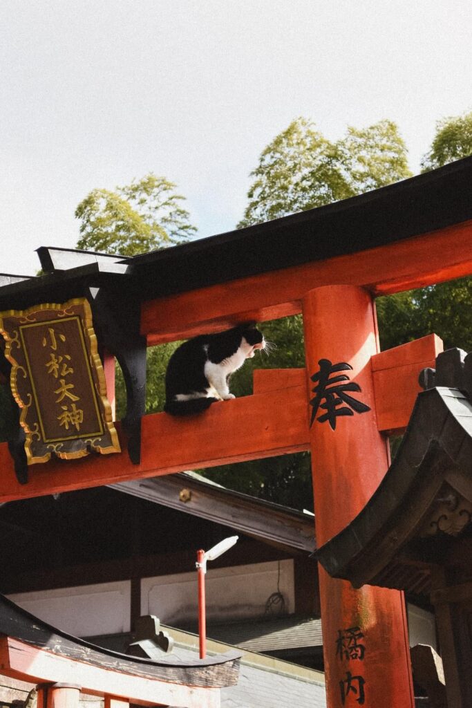Tired shrine cat in Kyoto