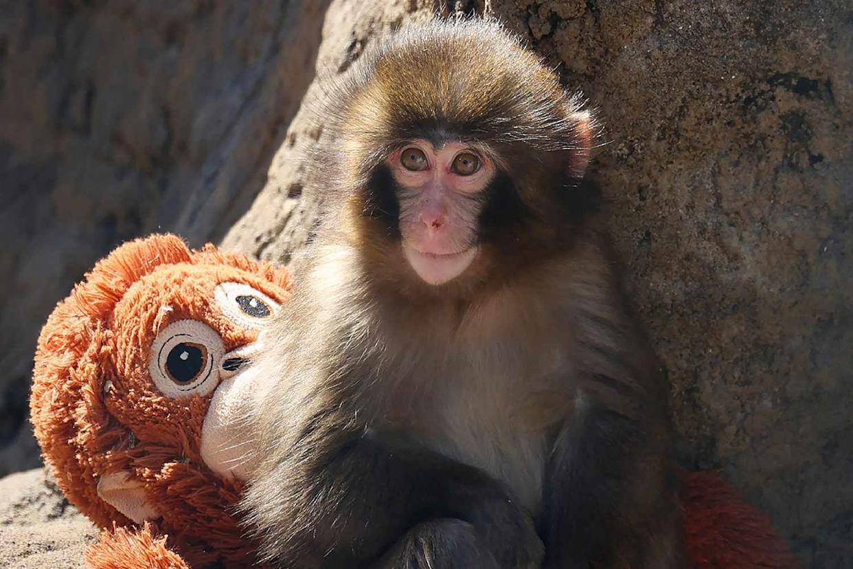 This photo taken on February 19, 2026 shows a seven month-old male macaque monkey named Punch, who was abandoned by his mother shortly after birth, sitting with a stuffed orangutan toy at Ichikawa City Zoo and Botanical Gardens in Chiba PrefectureCredit: JIJI PRESS / AFP via Getty