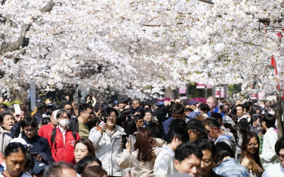 Cherry blossoms reach peak bloom in central Tokyo