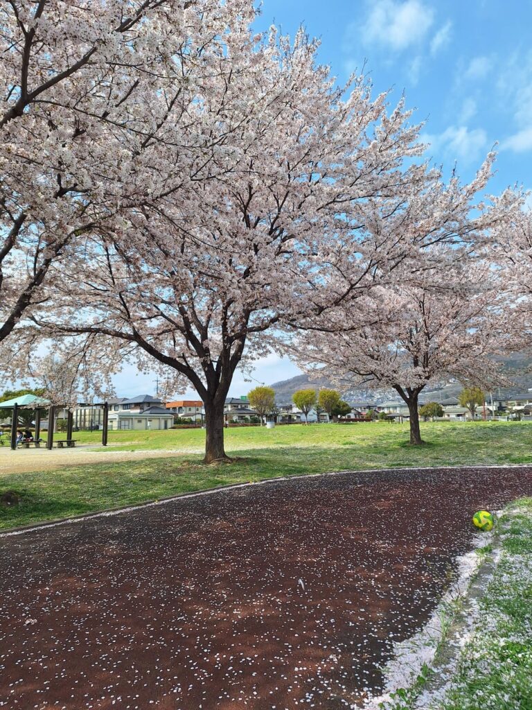 Fully bloomed Sakura in Yamanashi 🌸