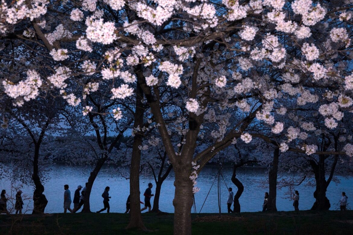 A world in bloom: Spring flowers unfold from Tokyo to Mexico, in photos