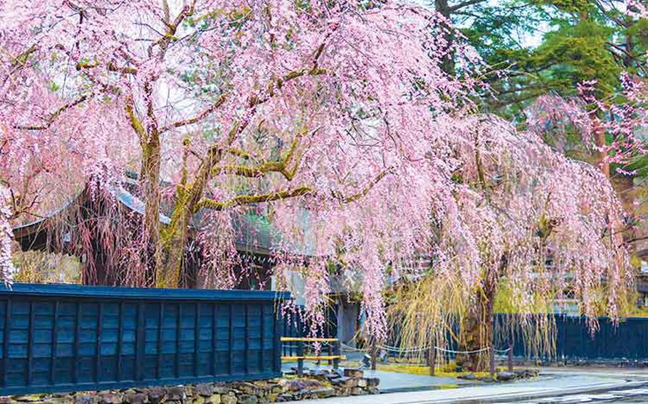 A huge weeping cherry tree is visible on Kakunodate Samurai Residence Street.